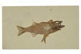 Fish Fossil (Mioplosus) With Knightia - Wyoming #240370-1